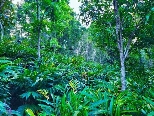 A one Cottage Munnar