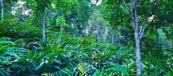 A one Cottage Munnar