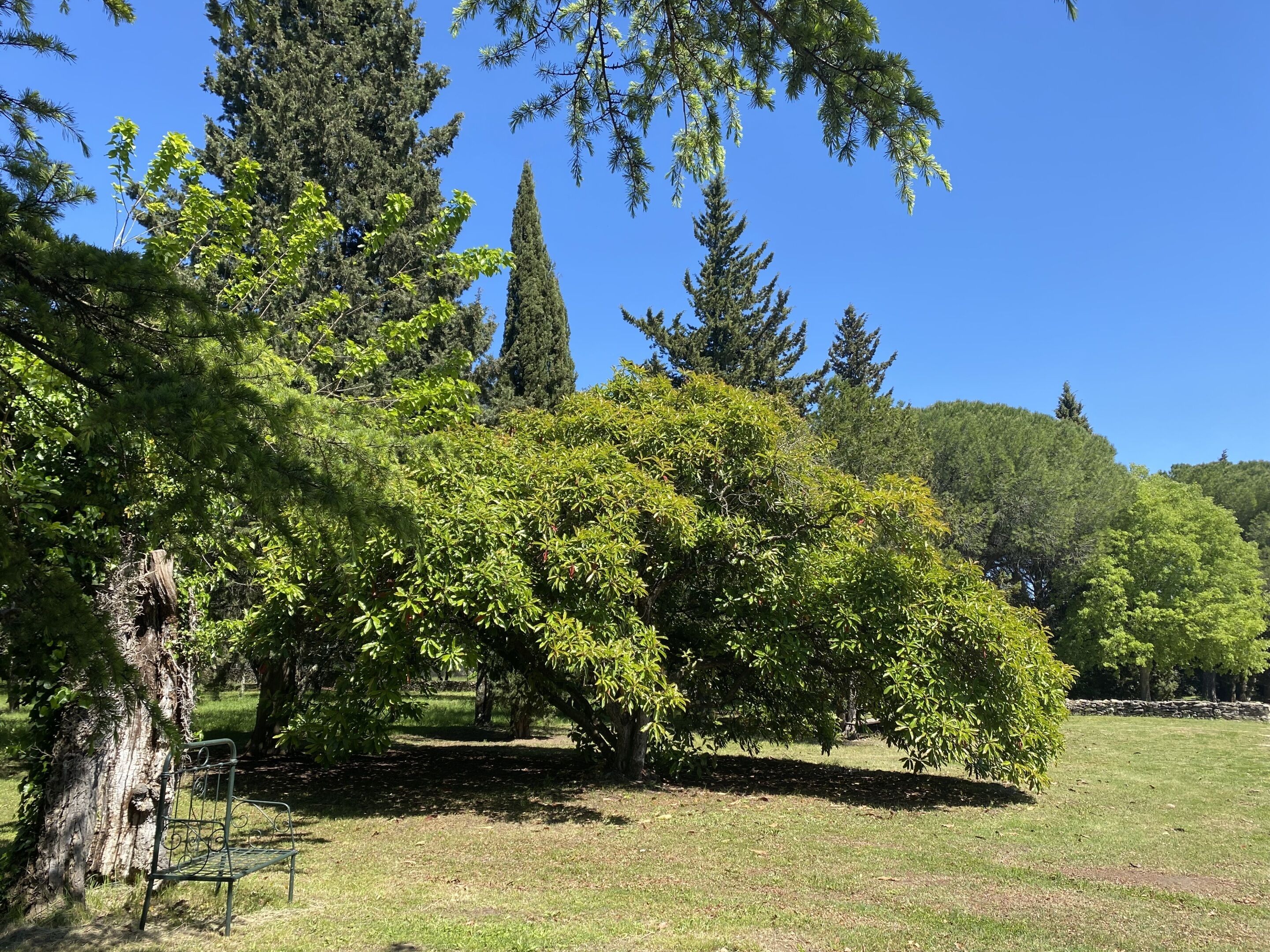 A park with a metal bench, trees, and a clear blue sky.