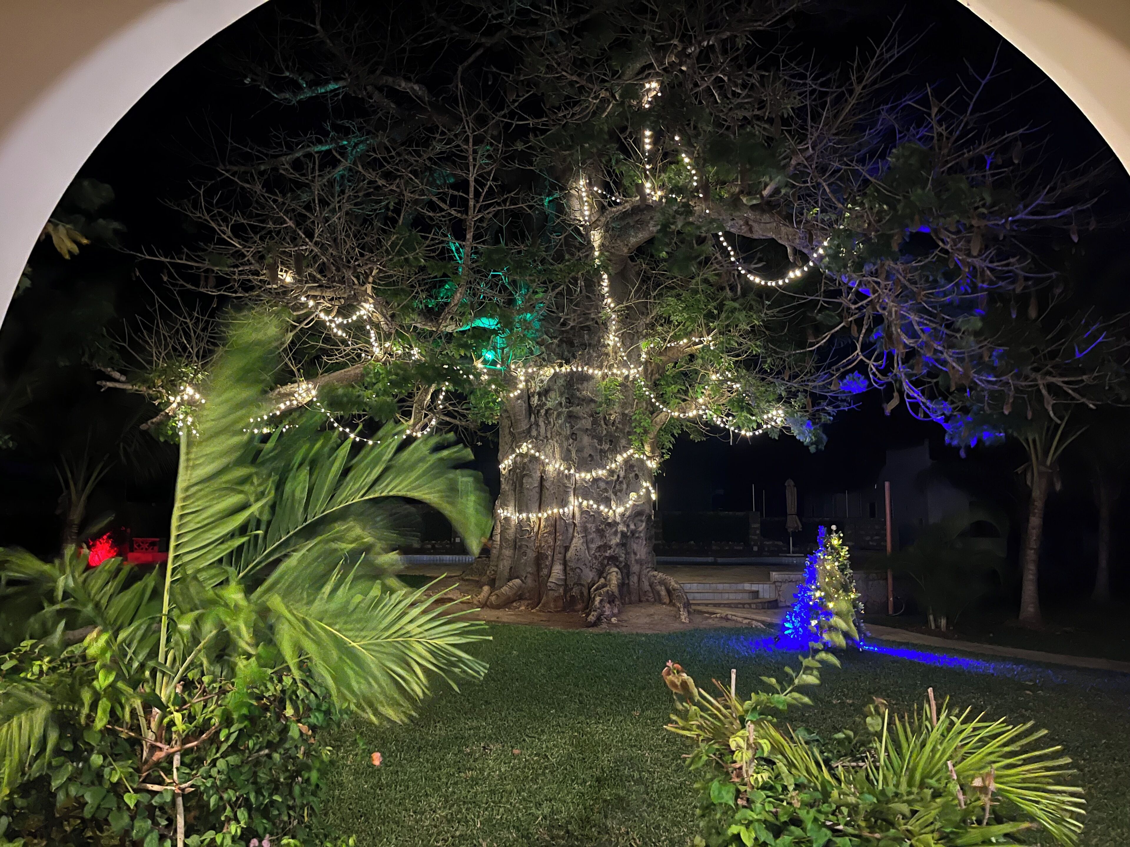 A tree decorated with lights and a statue in a landscaped area.