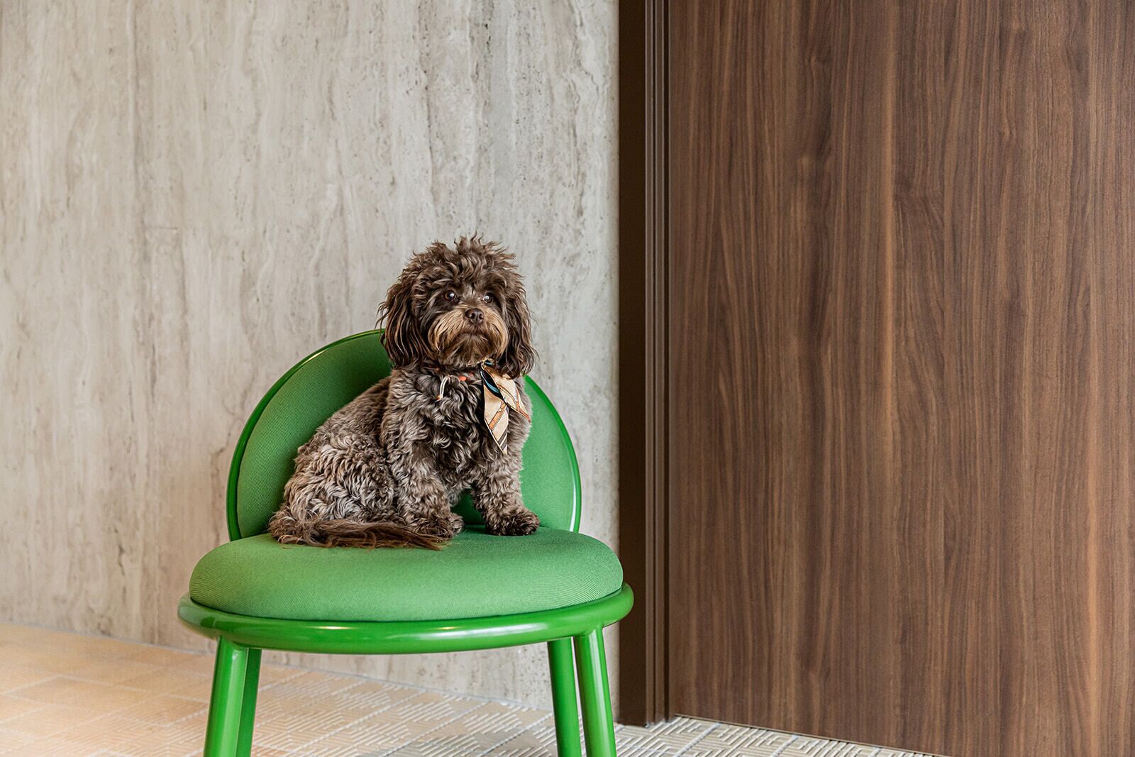Un perro pequeño de pelo rizado sentado en una silla verde con corbata, en una habitación con pared de concreto y puerta de madera.