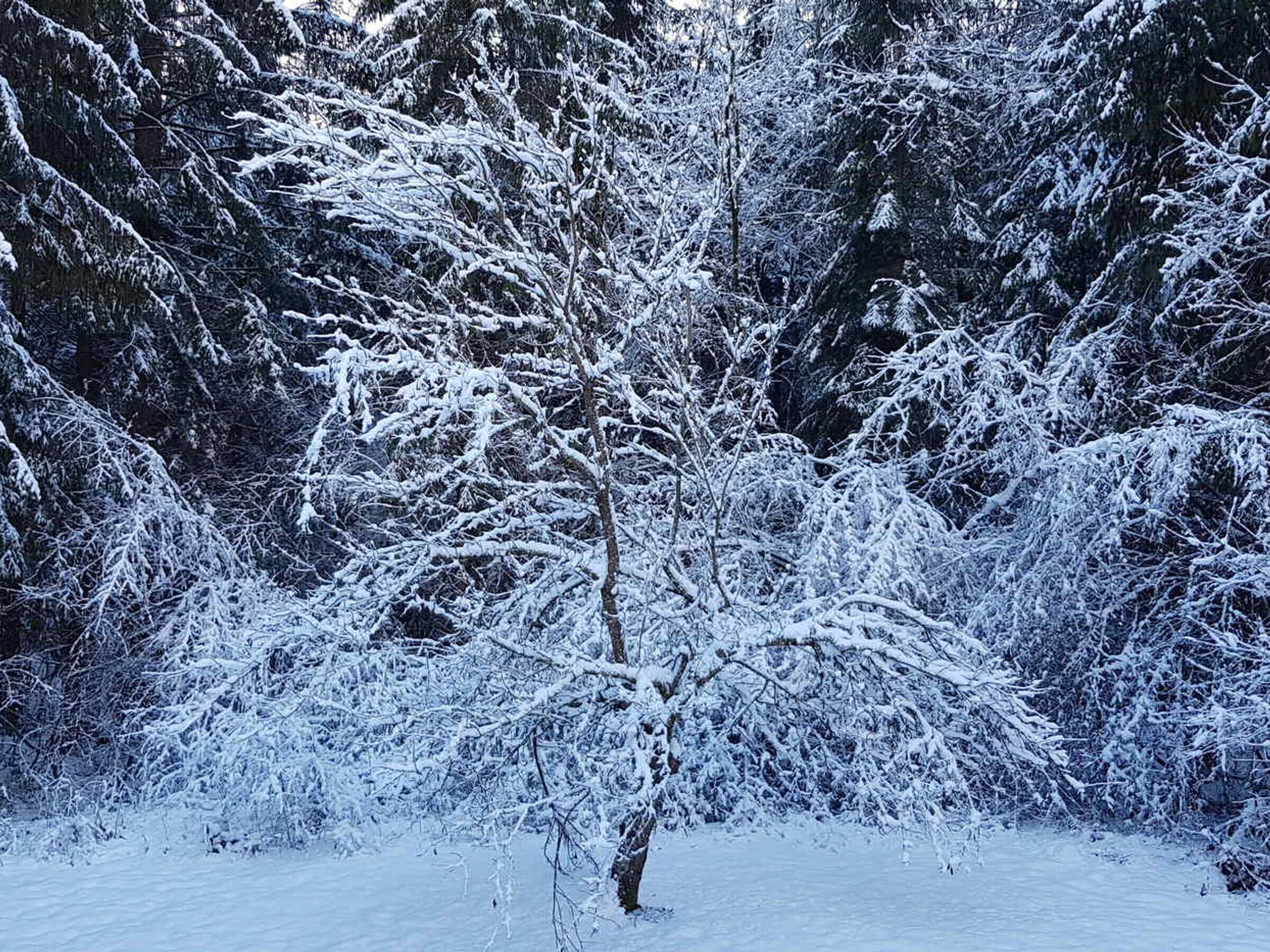 Ett snötäckt landskap med täta träd.