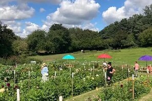 Cabin | Property grounds - Flower Farm Glamping Retreat in Suffolk (Ipswich)