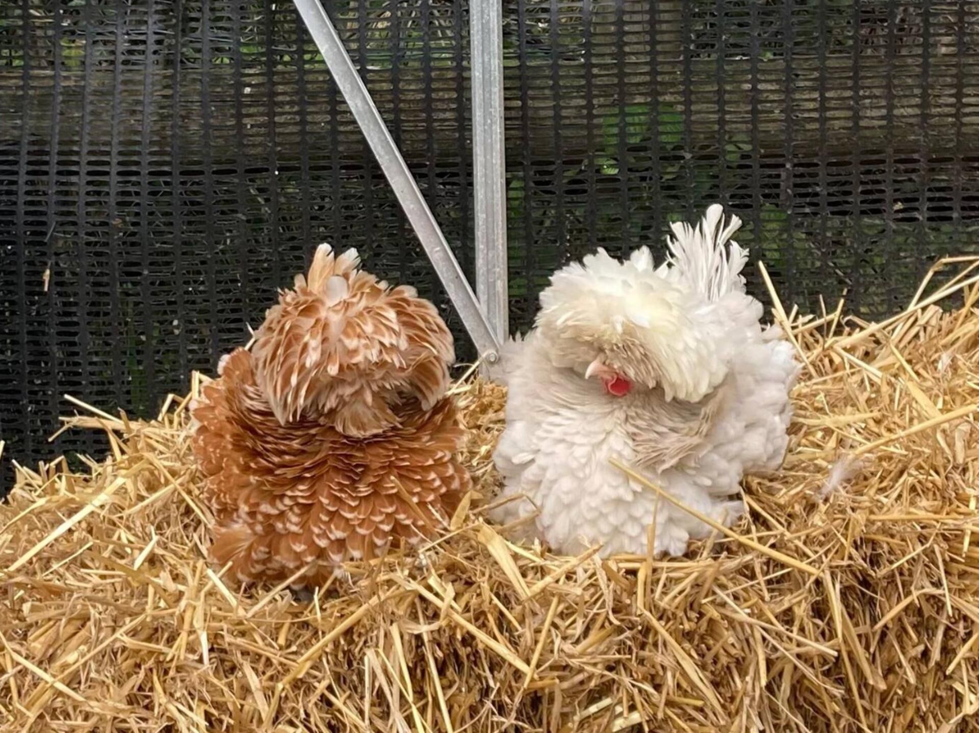 Två höns i ett inhägnat område fyllt med halm, med ett nät som bakgrund.