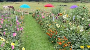 A garden pathway with various flowers and two horses in the background. - Flower Farm Glamping Retreat in Suffolk (Ipswich)
