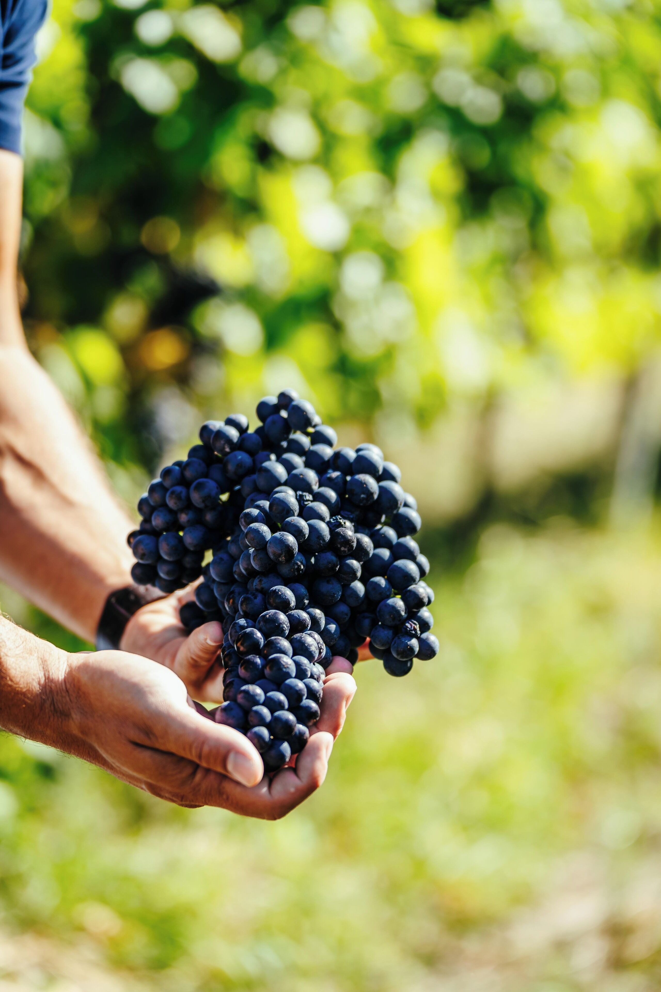 Una persona sosteniendo un racimo de uvas.