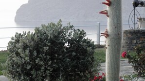 A cactus, a potted plant, and a vase with flowers in a garden setting. - Luxurious Villa Tholos Crete (Ierapetra)