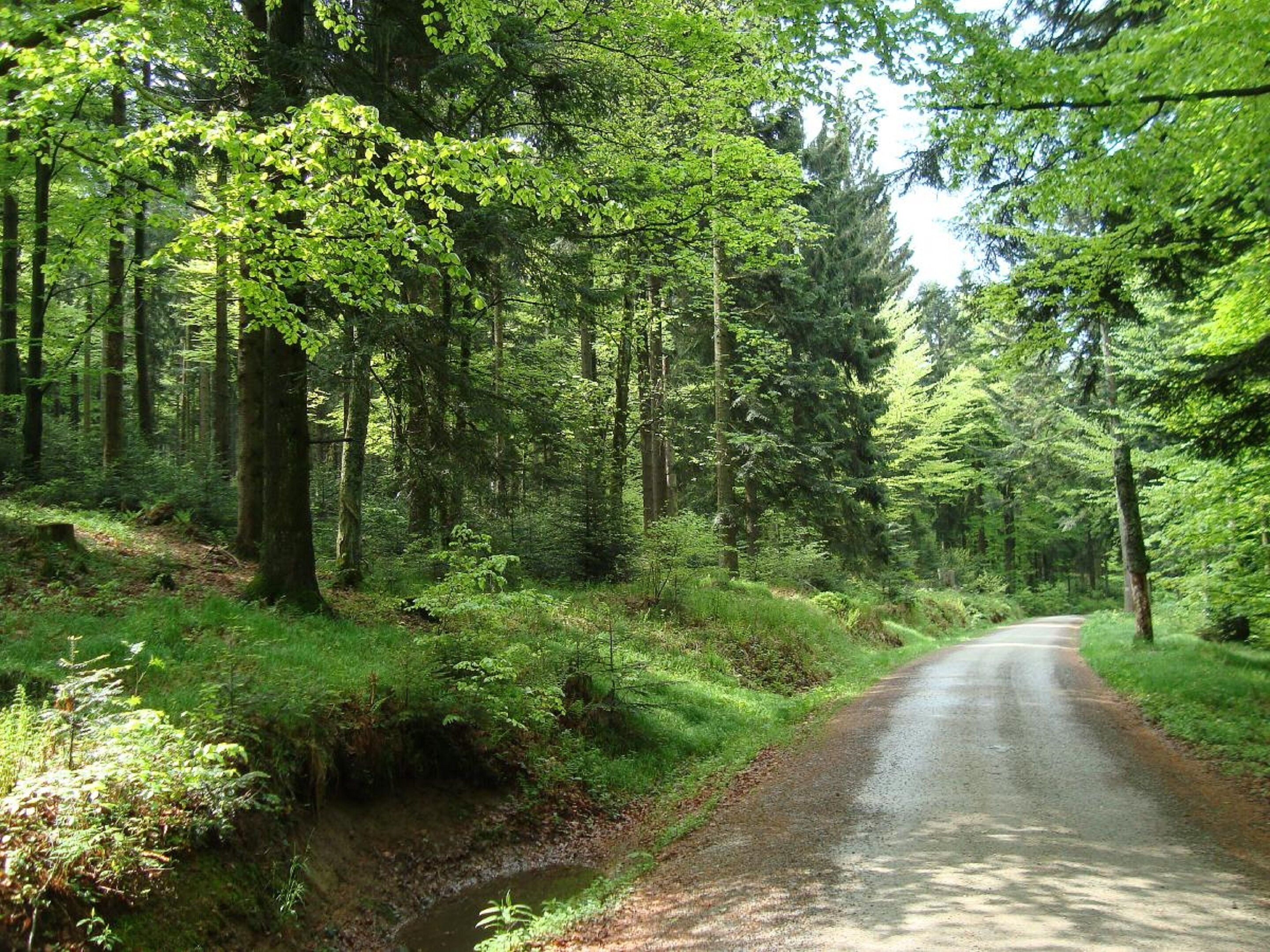 Een bebost weggetje met dichte bomen en een beekje aan de linkerkant.
