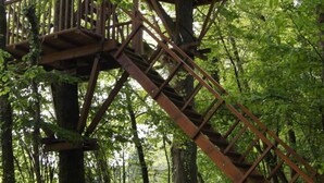 A treehouse with a wooden staircase and a platform, surrounded by dense forest. - Cabane Maya - 2 pers - Ile aux Cabanes (Sainte-Colombe)