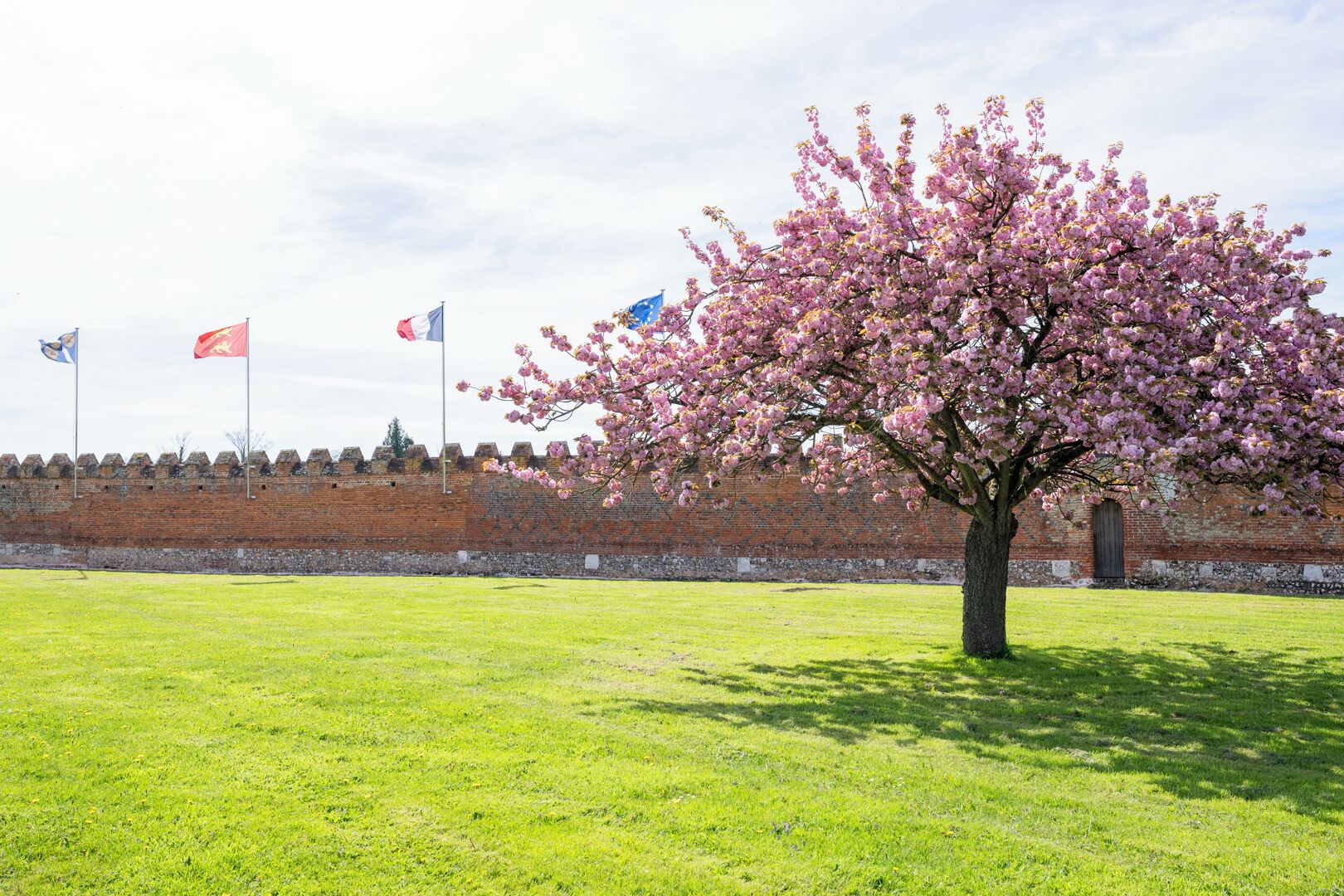 A tree with pink blossoms in front of a brick wall with flags.