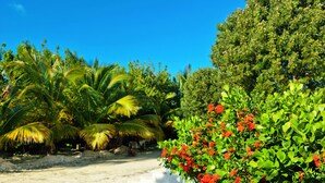 A sandy path leading to a white building with a garden of red flowers and green foliage. - Charming 1-bedroom apartment with WiFi and AC in lovely Long Bay Hills (Long Bay Hills)