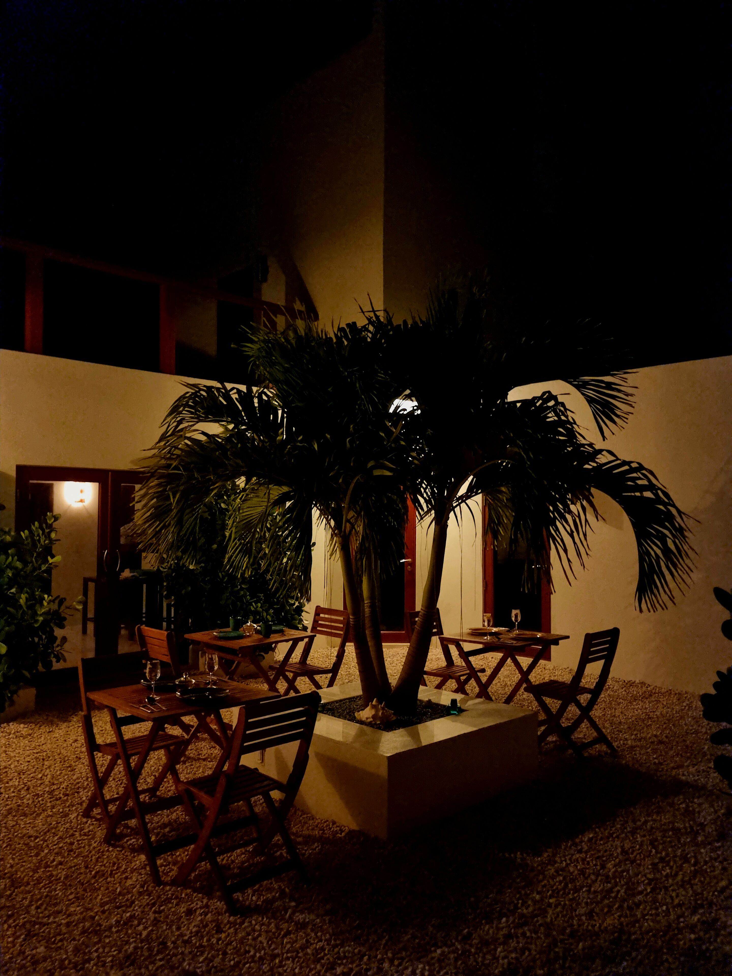 An outdoor seating area with tables and chairs, surrounded by potted plants and a palm tree.