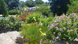 A garden with various plants and flowers, a stone wall, and a greenhouse. - Le MIMOSA des Cévennes, 10 minutes from La Bambouseraie, for a relaxing stay (Anduze)