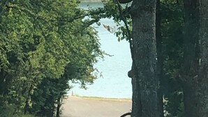 A paved road flanked by trees leading to a body of water. - Charming shipping container home with lake view and boat ramp. (Cookson)