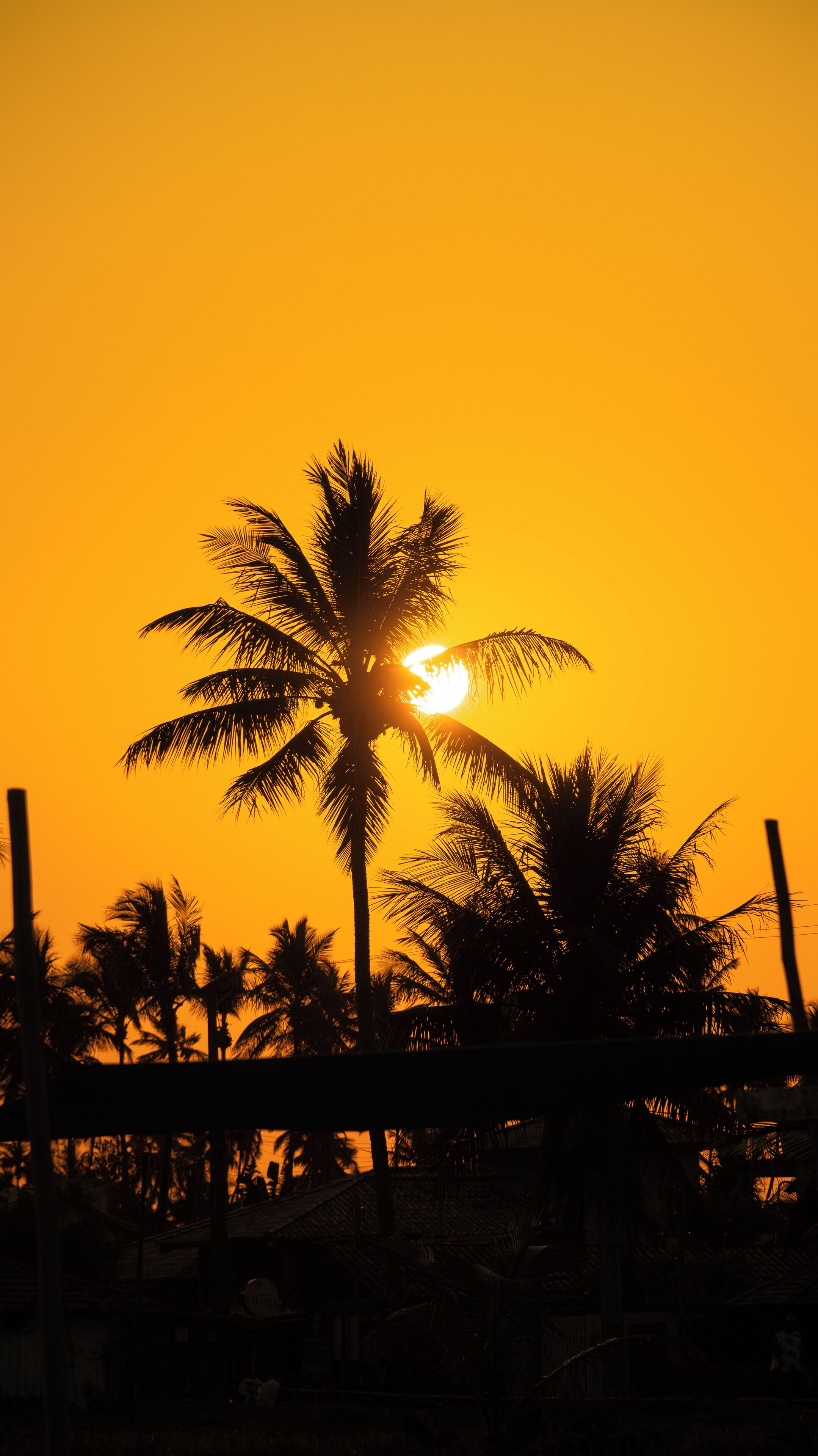 Silhouet van een palmboom voor een ondergaande zon.