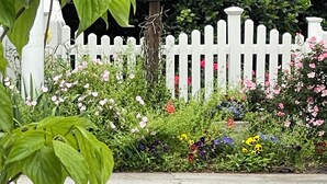 A garden with a white picket fence, a birdhouse, and various flowering plants. - Beautiful,comfortable, safe suite with private entrance. (Dallas)