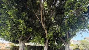 A tree-lined street with a parked car and a building in the background. - 
Modern One bedroom Guest House with WiFi, AC, Charming Patio, near Culver City, (Los Angeles)