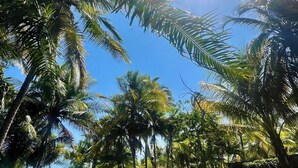 Un césped verde y exuberante con altas palmeras y un cielo azul despejado.