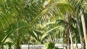 Un exuberante jardín con palmeras, césped y un edificio con valla.