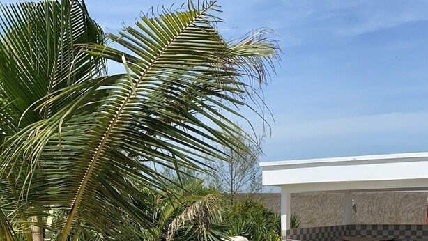A swimming pool with a tiled deck, surrounded by palm trees and a building with a tiled facade.