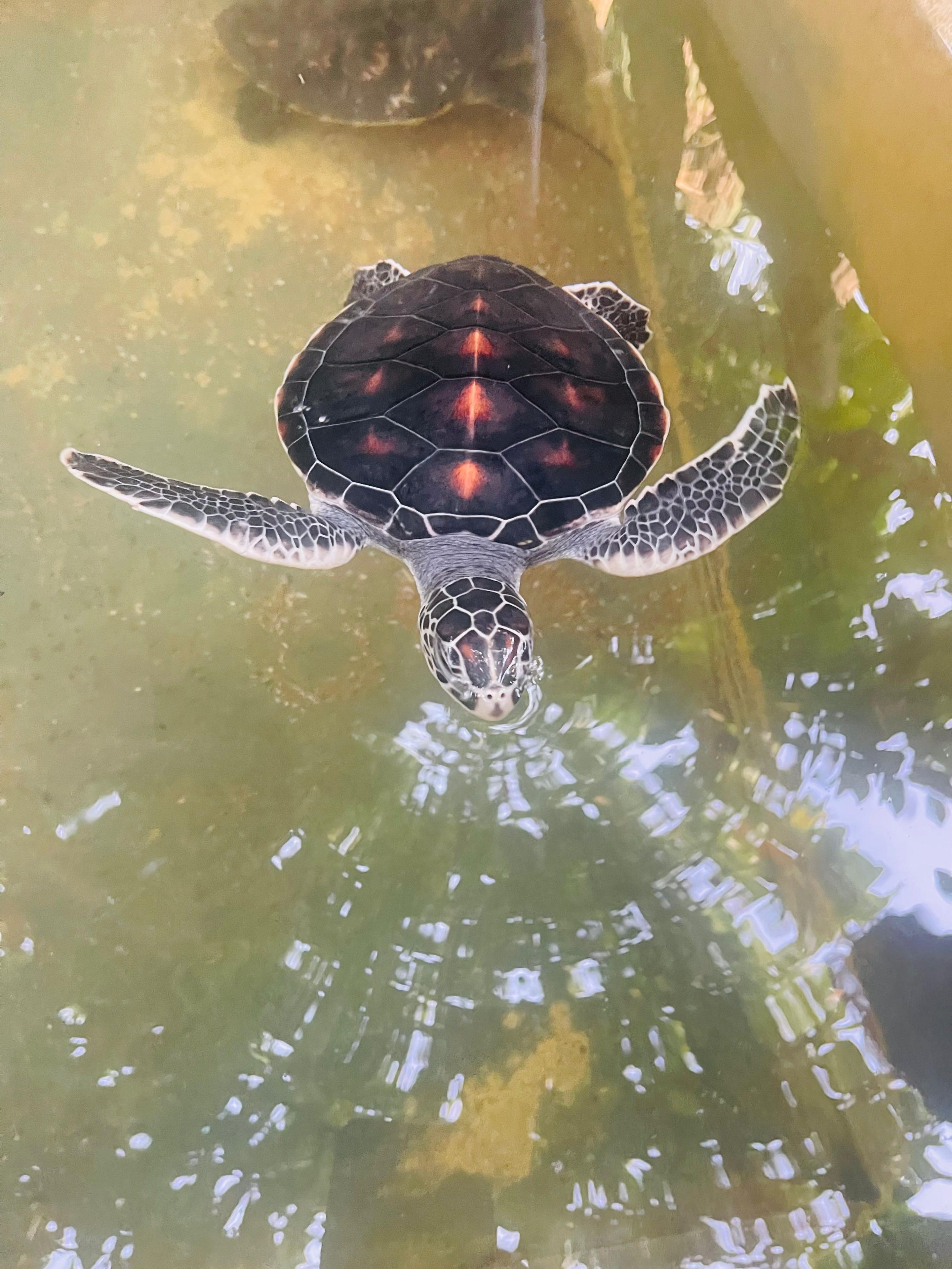 Une tortue nage dans un aquarium à eau claire.