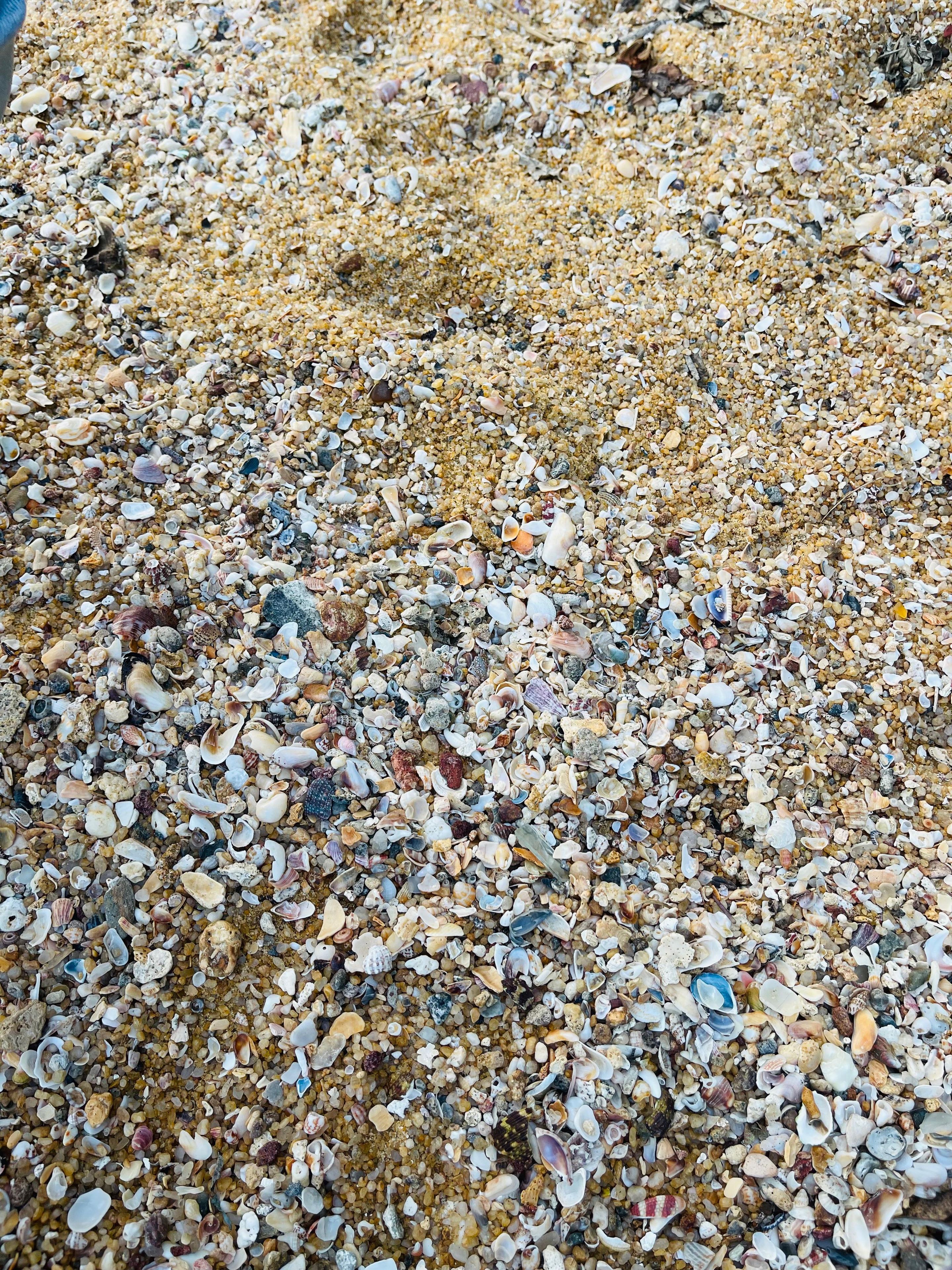 A beach with a variety of small pebbles and shells.