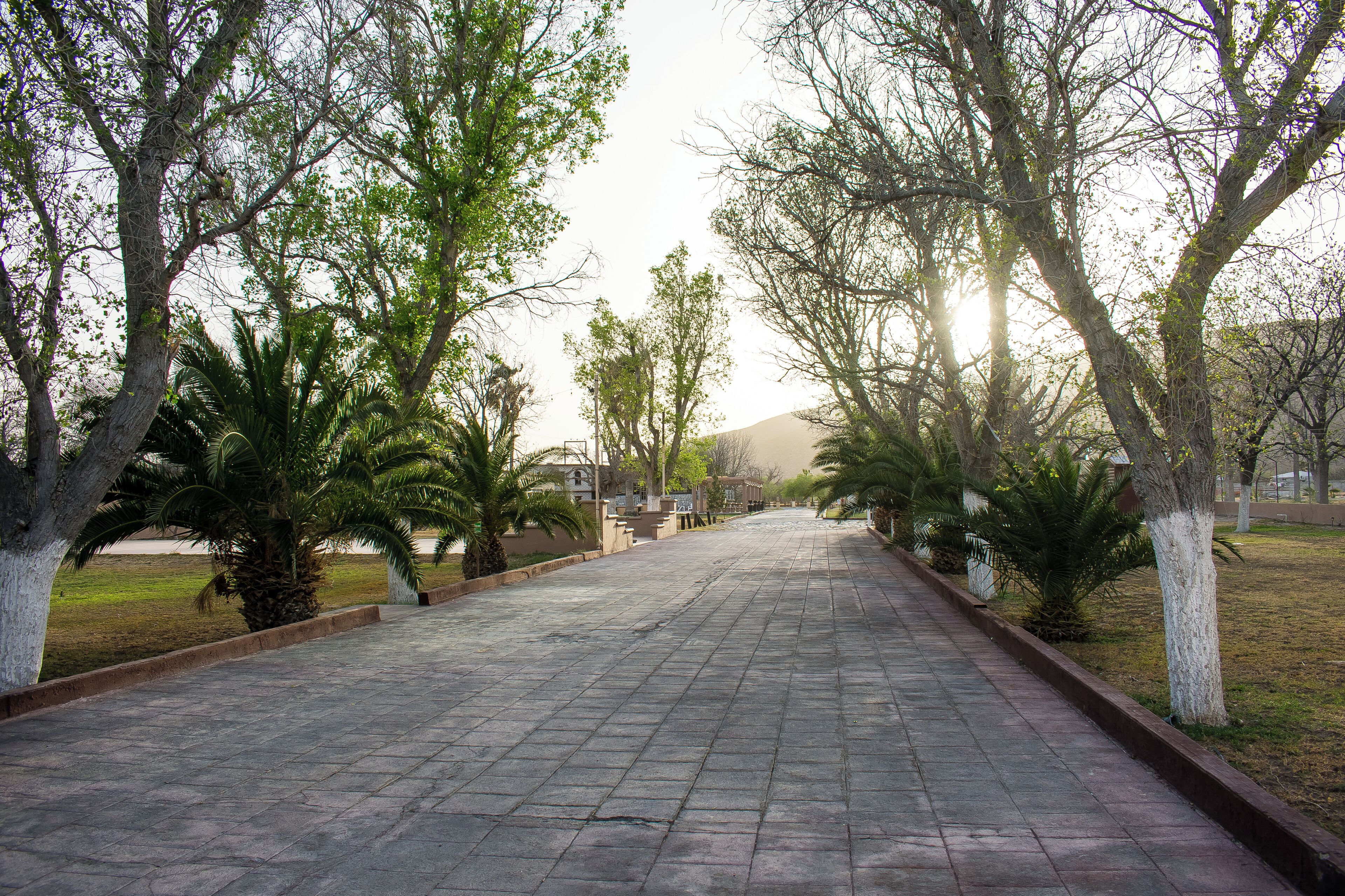 A paved pathway lined with trees and palm plants, leading towards a distant building.