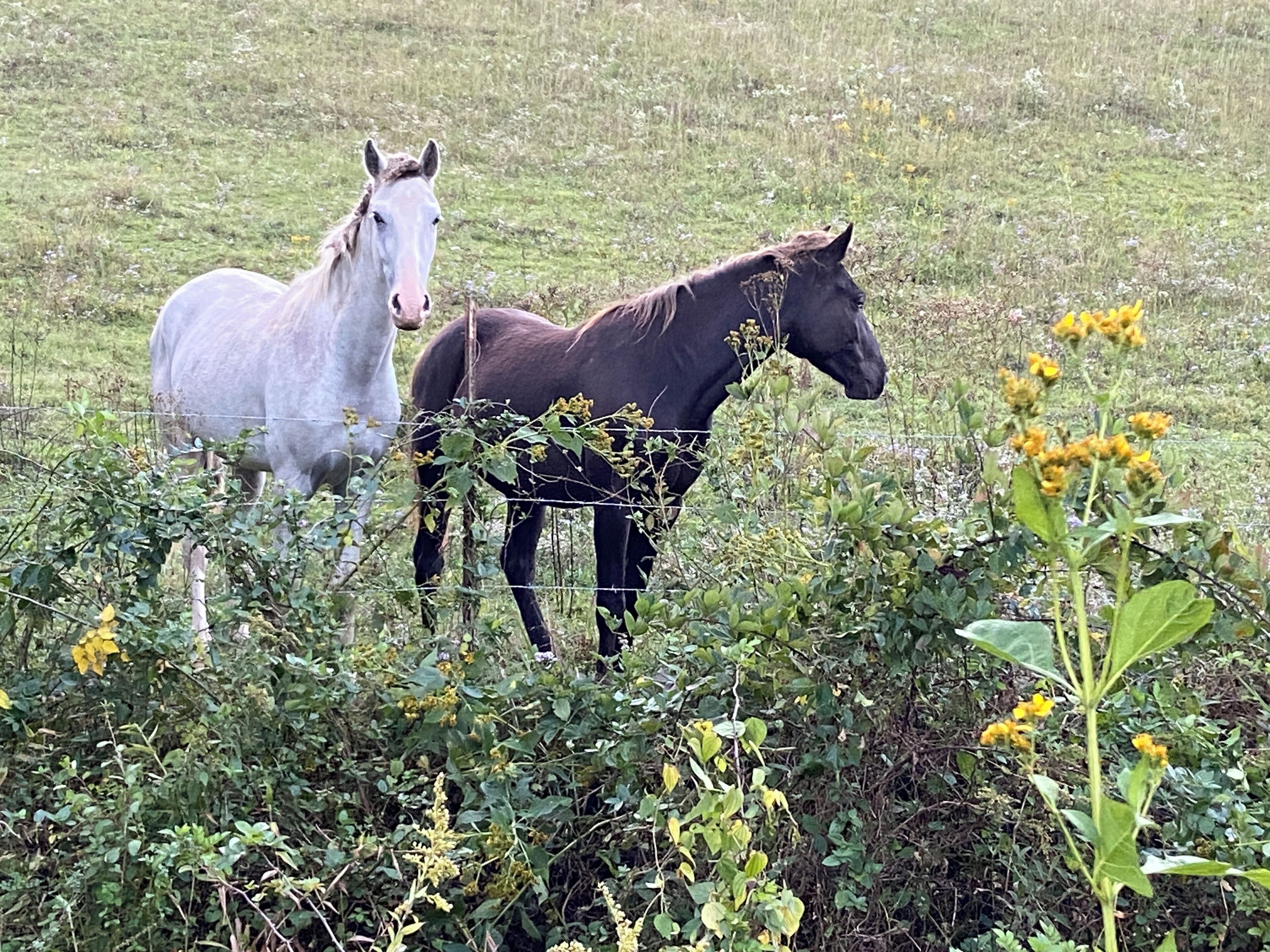 Twee paarden staan in een grasveld met een hek en enkele gele bloemen op de voorgrond.