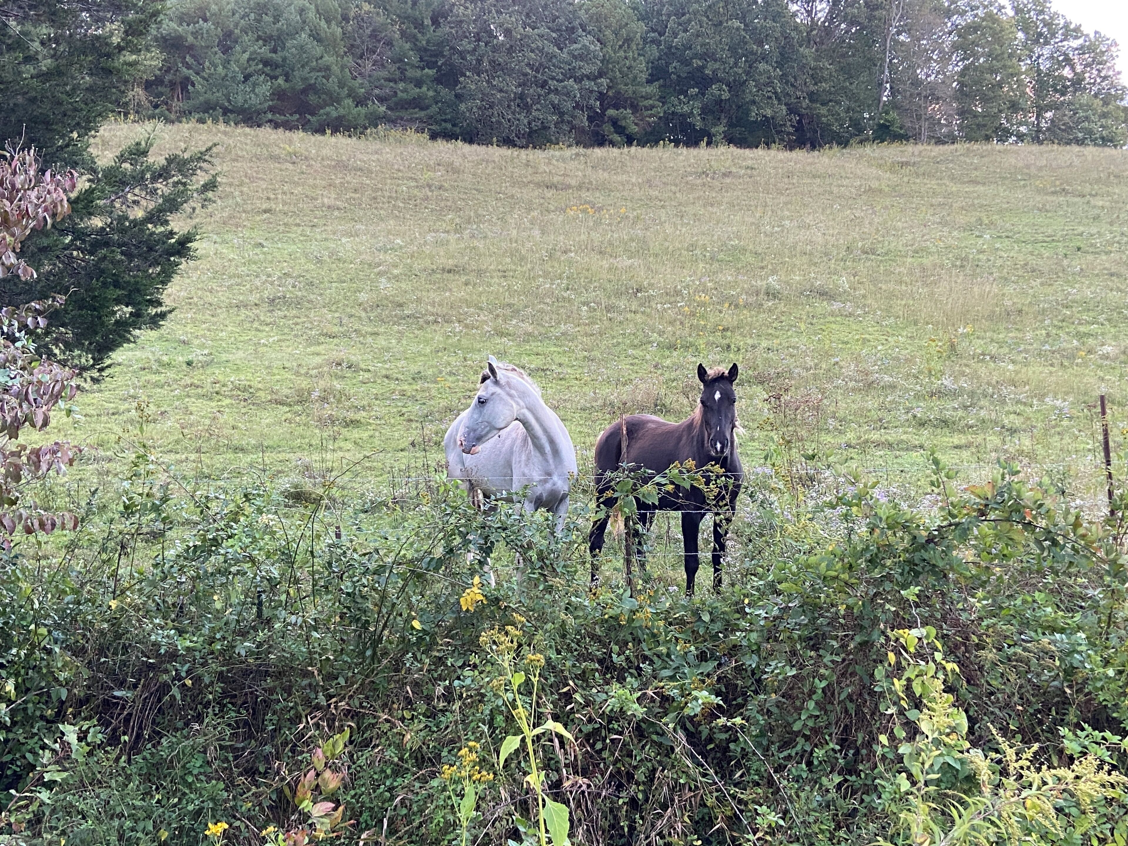 Un campo con dos caballos, uno gris y otro marrón oscuro, en un entorno natural con árboles y vegetación al fondo.
