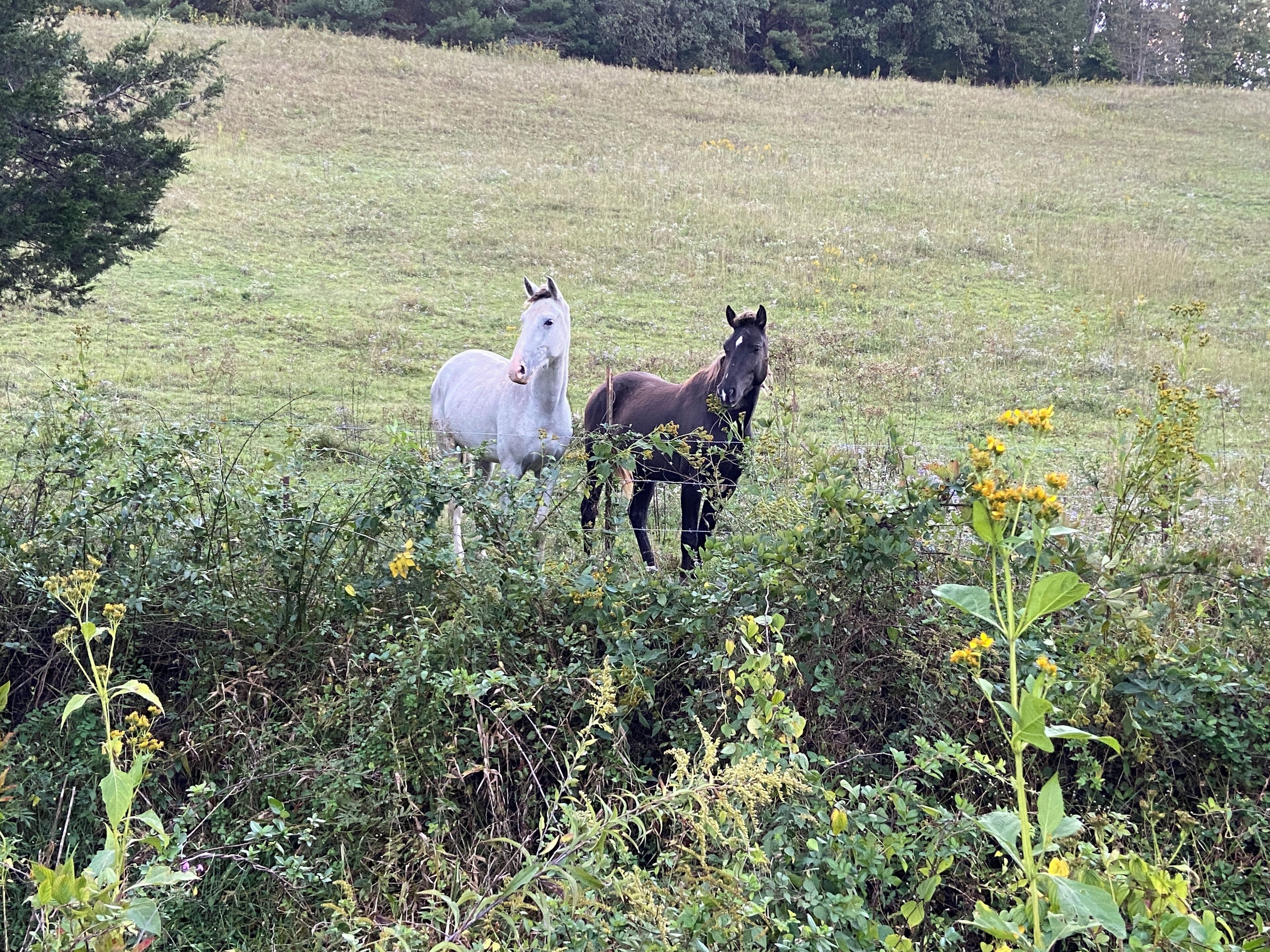 Dos caballos en un campo cubierto de hierba y vegetación abundante al frente.