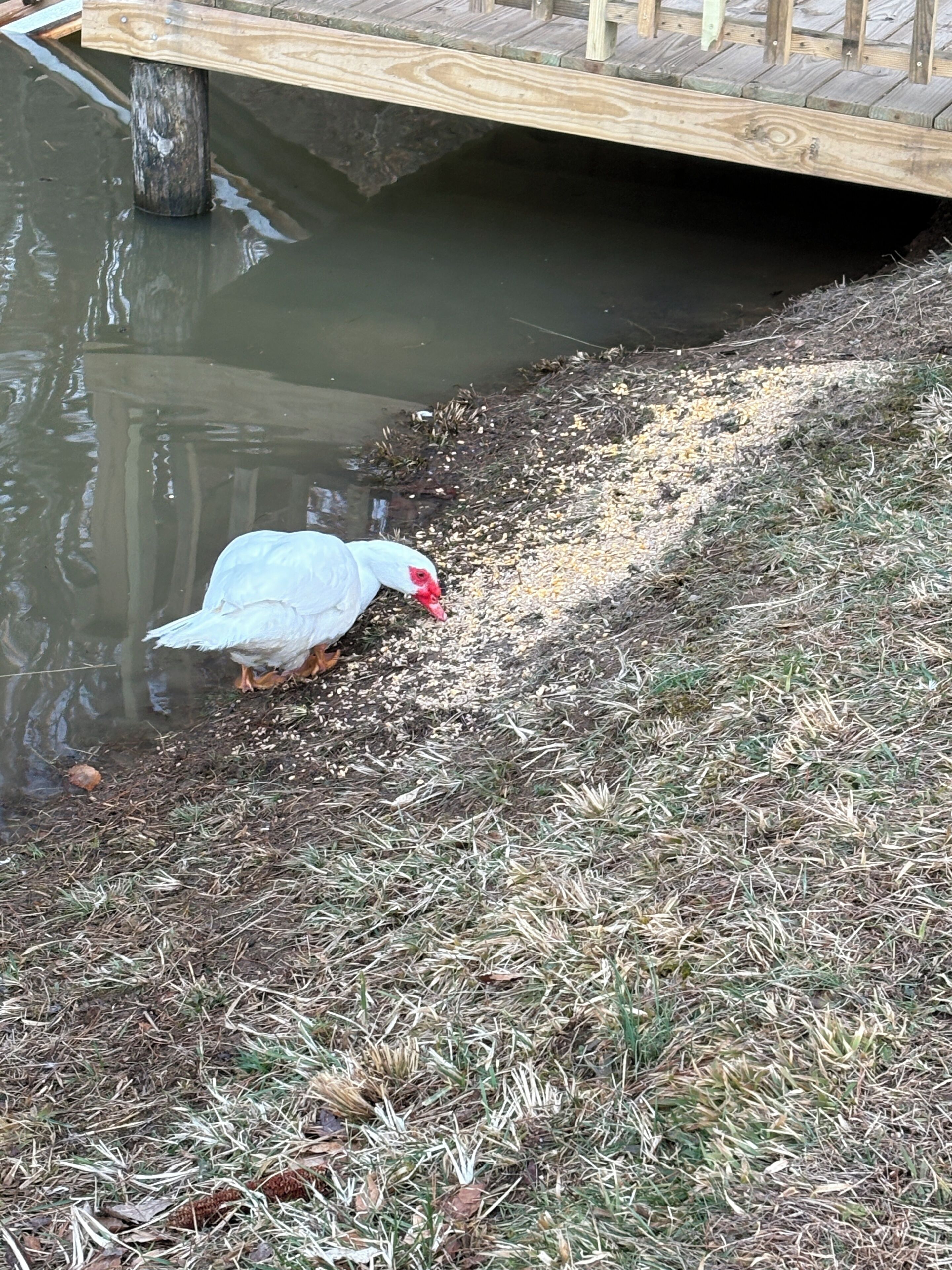 A white goose near a water body with a wooden dock.