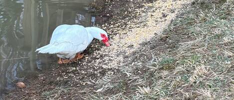 A white goose near a water body with a wooden dock.