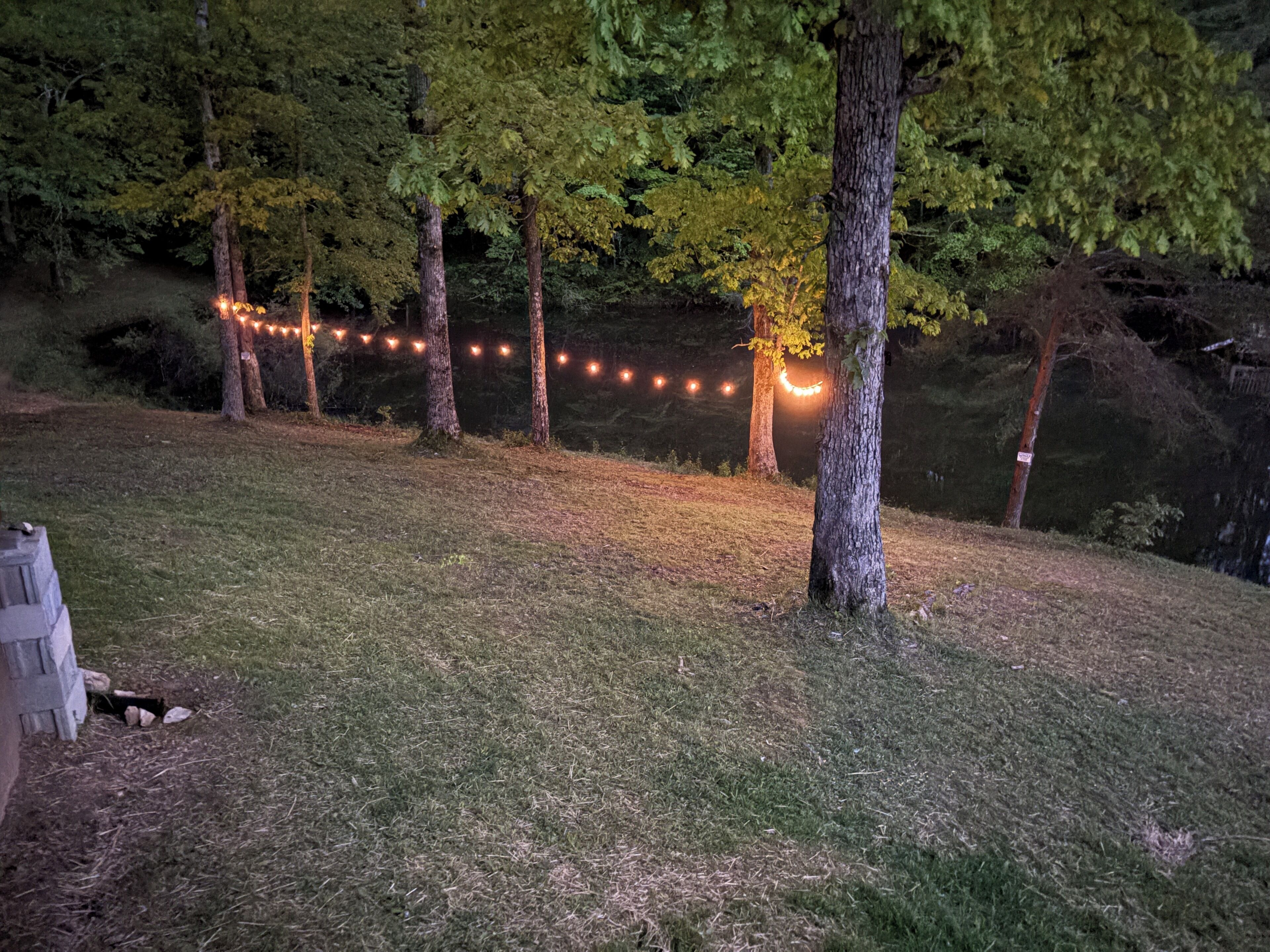 A grassy outdoor area with trees and string lights.