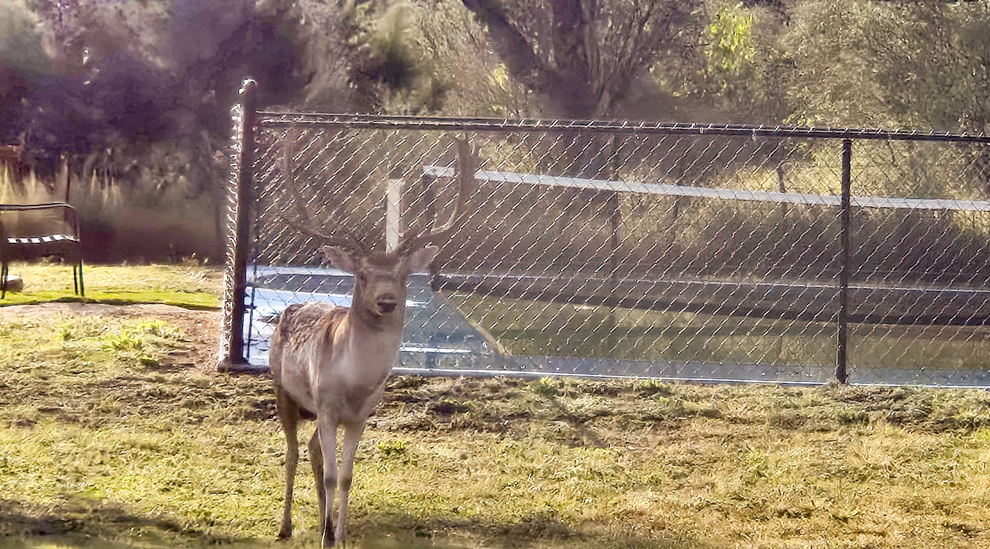 Un enclos clôturé contenant un seul animal, vraisemblablement un cerf, qui se tient au premier plan.