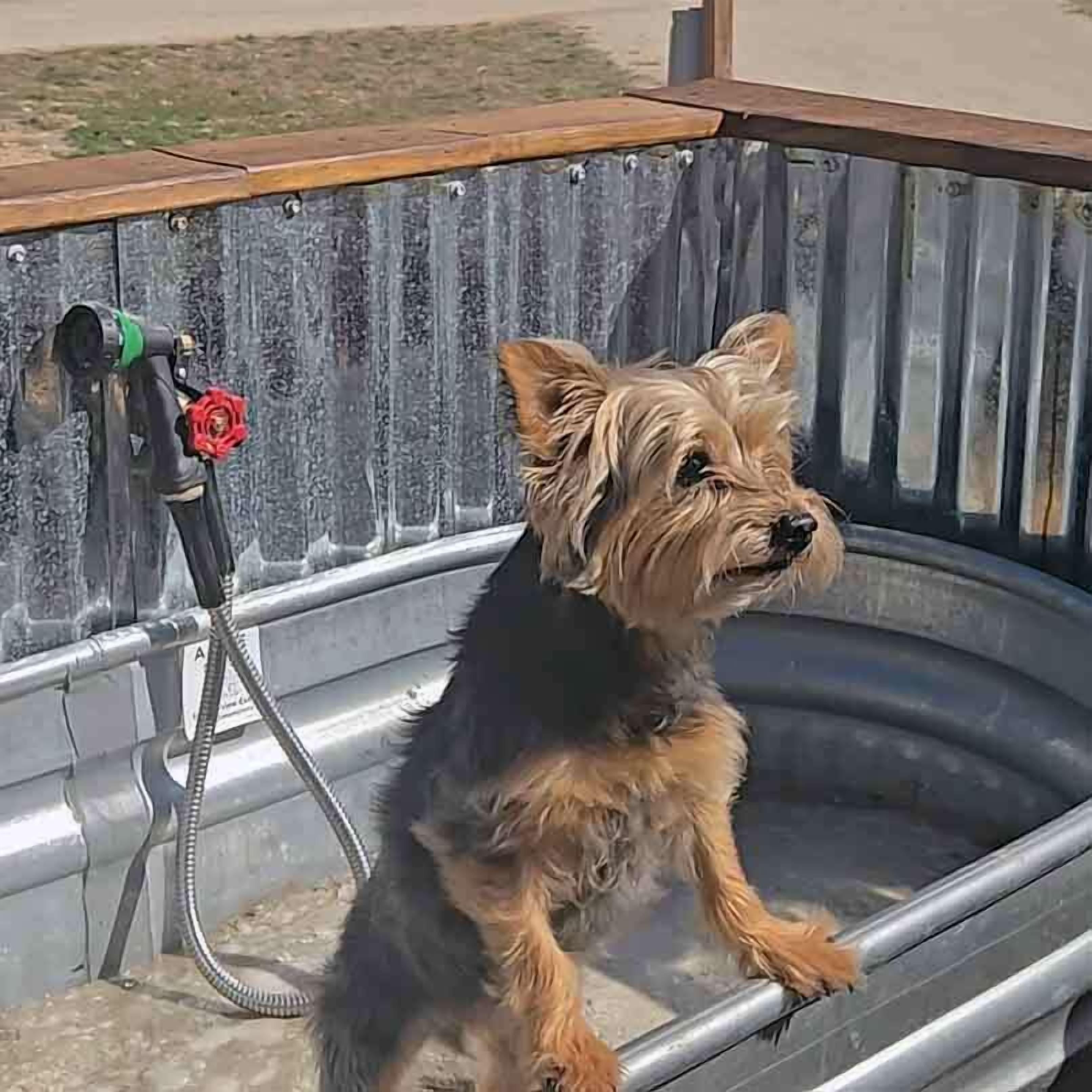 A dog inside a metal container with a hose and a red flower attached to it.