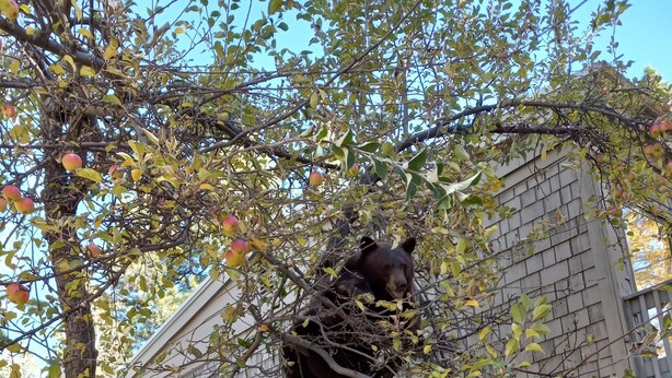 A bear in a tree near a building with a sloped roof and a window. - Modern Contemporary Condo-Tahoe Lodge Atmosphere in Incline Village, NV. (Incline Village)