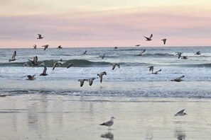 Plage, chaises longues