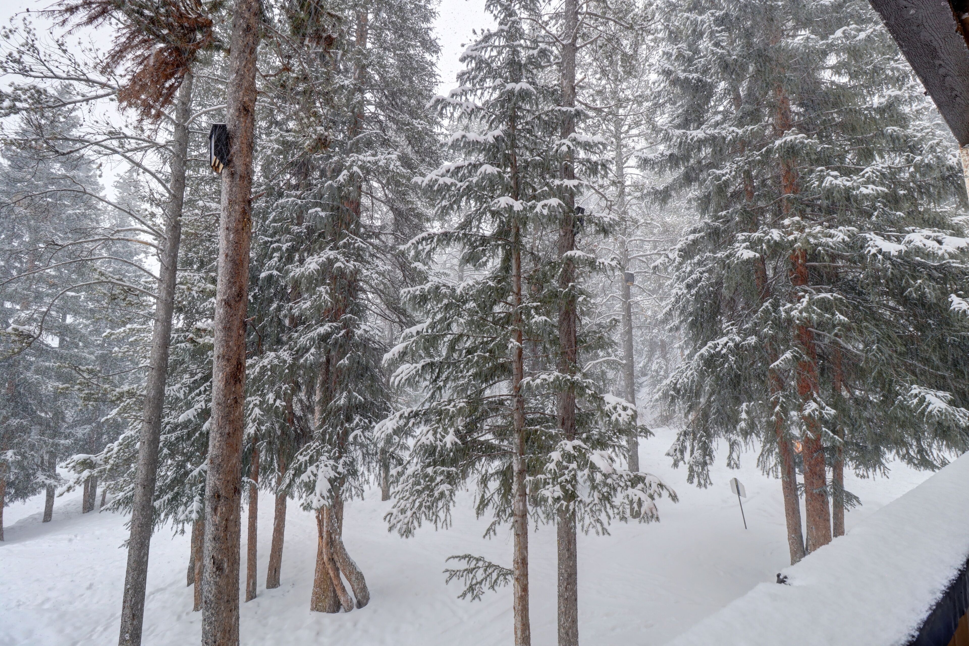 A snowy forest with tall evergreen trees.
