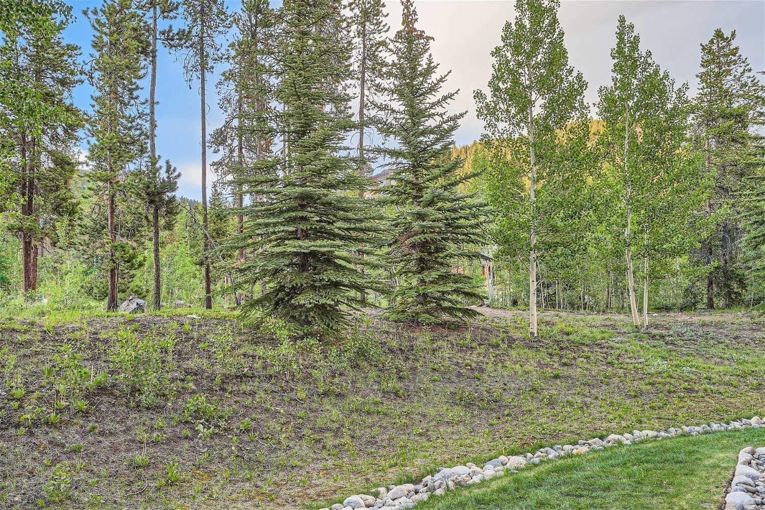 A forested area with a variety of trees, including a prominent coniferous tree in the center.