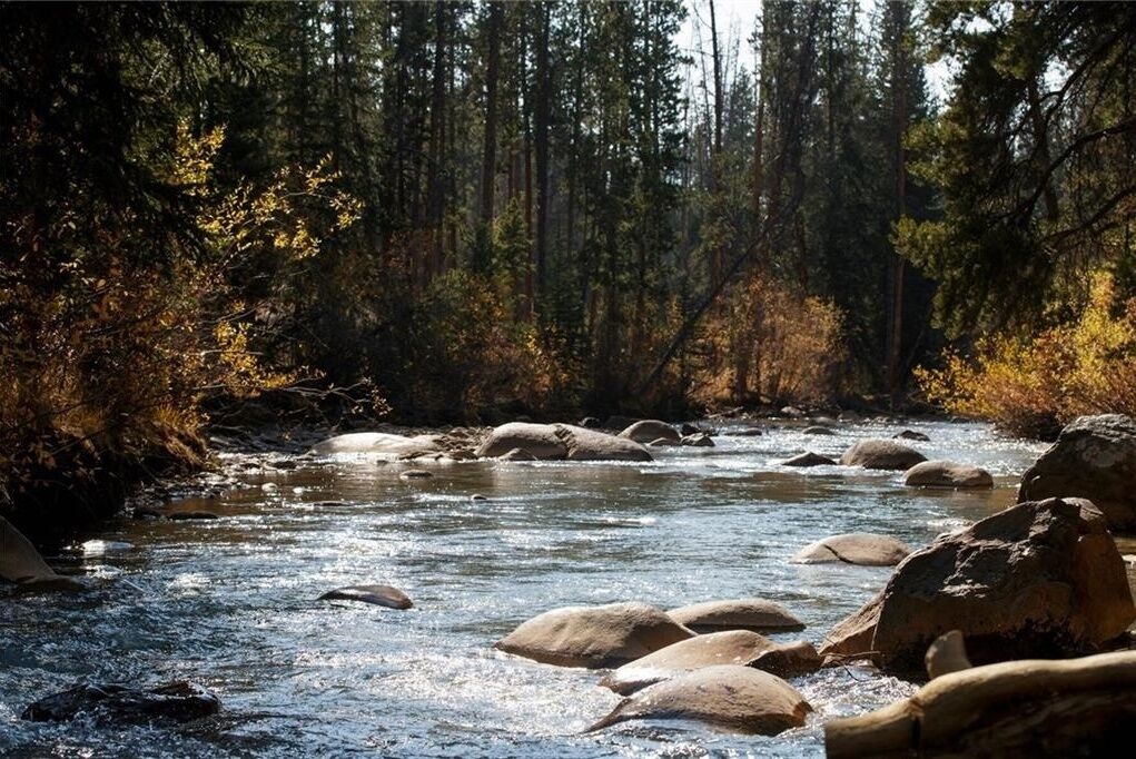 A river with rocks and trees in the background.