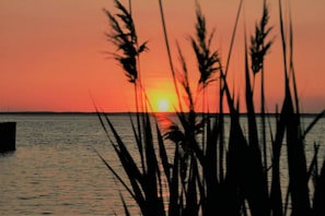 Pôr do sol sobre a água, com silhuetas de grama ao primeiro plano.