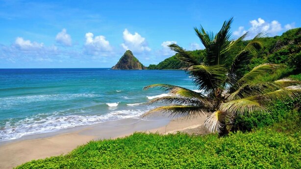 Una playa con agua azul cristalina, una palmera y una montaña a lo lejos.