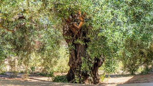 Un arbre aux feuillages denses dans un espace aménagé.