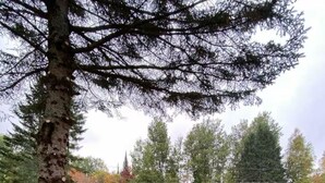 A park with a large tree, neatly trimmed hedges, and a grassy area with a path. - Welcome to Kozykave (Kawartha Lakes)