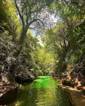 A natural water body surrounded by dense foliage, with a pathway along the water's edge.