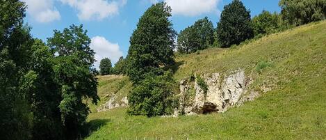 A grassy hillside with trees and a rocky outcrop.