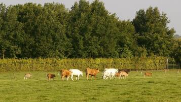 A grassy field with cows grazing, surrounded by a hedge and trees.
