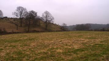 A grassy field with trees and a fence in the background.