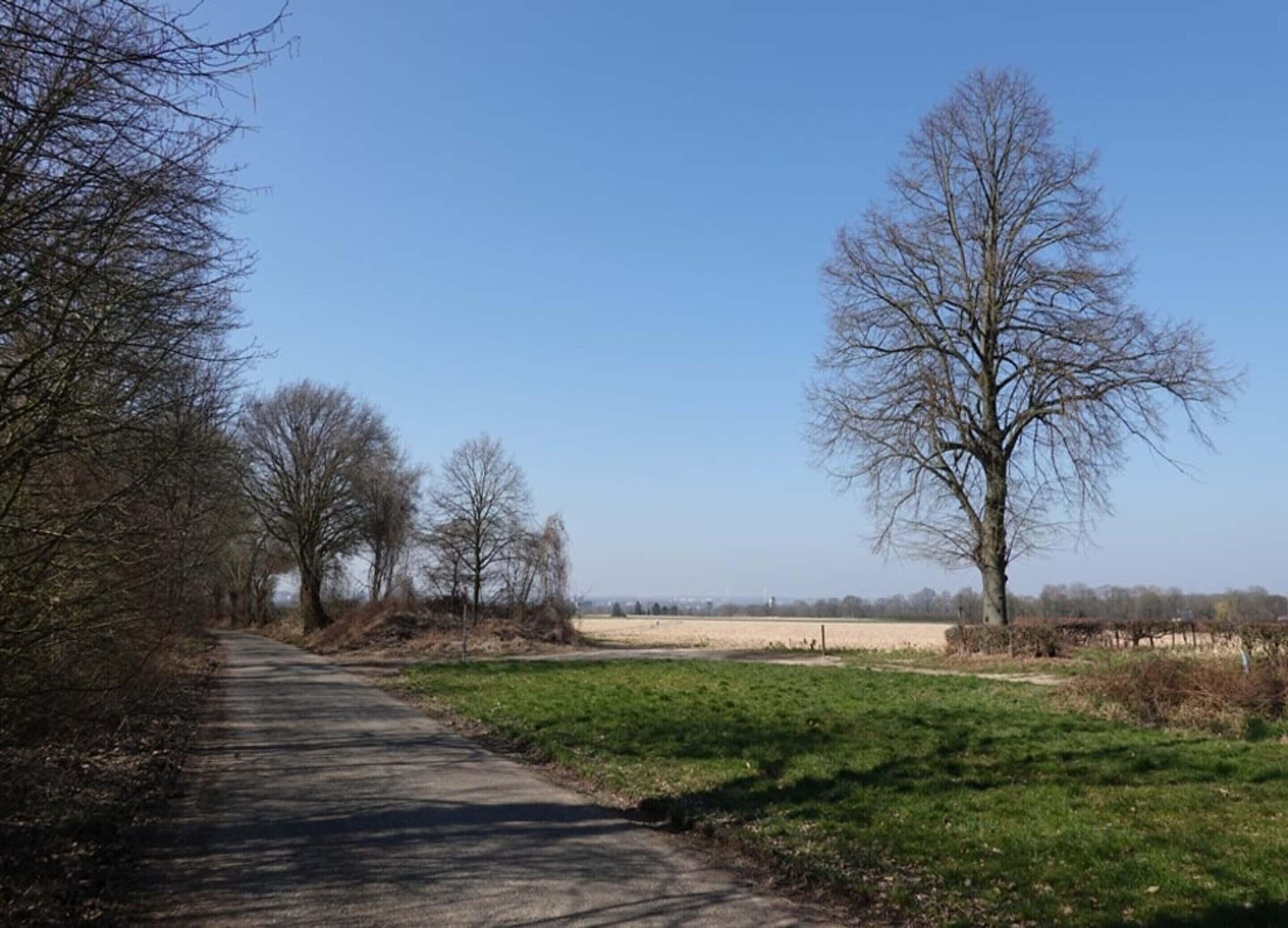 Een landweg omzoomd door kale bomen en open velden.