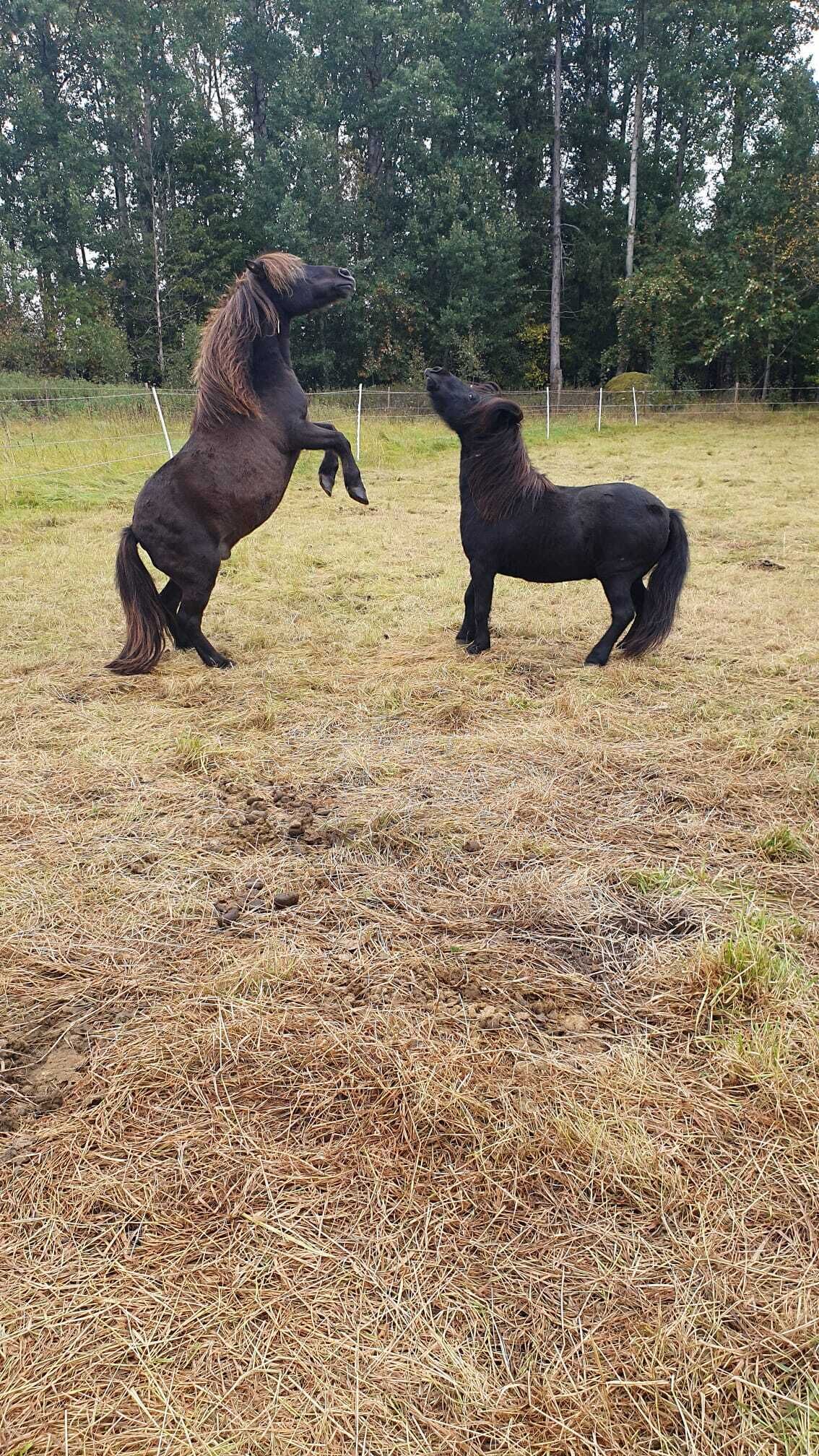 Två hästar på en åker med ett staket och träd i bakgrunden.
